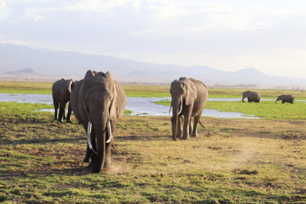 AMBOSELI GAME DRIVE