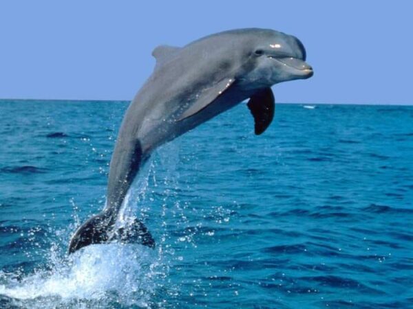 DIANI DOLPHIN TOUR